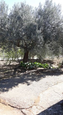 terreno agricolo in vendita a Villarosa