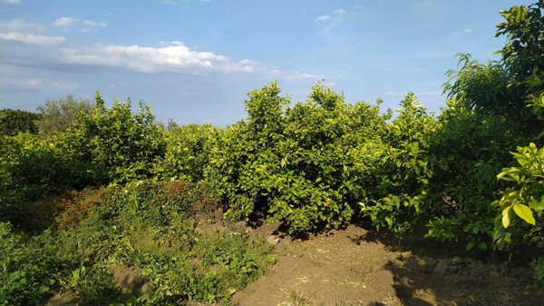 terreno agricolo in vendita ad Aci Catena