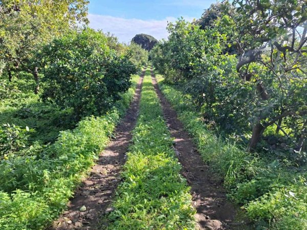 terreno agricolo in vendita ad Acireale in zona Aci Platani