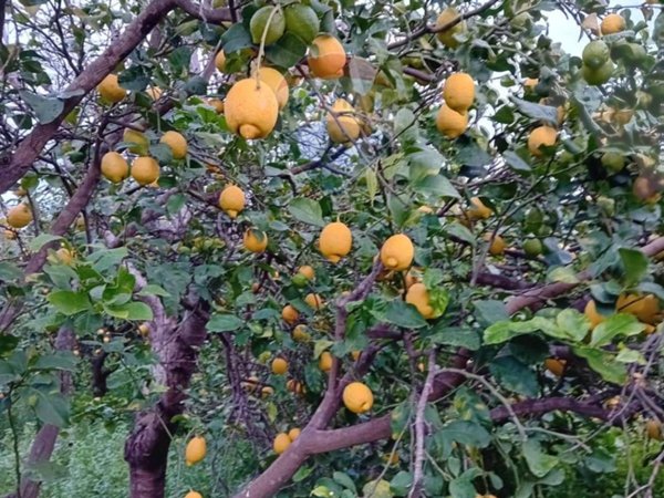 terreno agricolo in vendita ad Acireale in zona Pozzillo