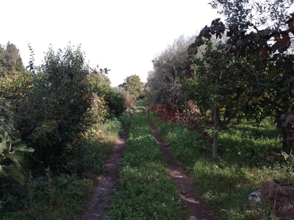terreno agricolo in vendita ad Acireale in zona Guardia