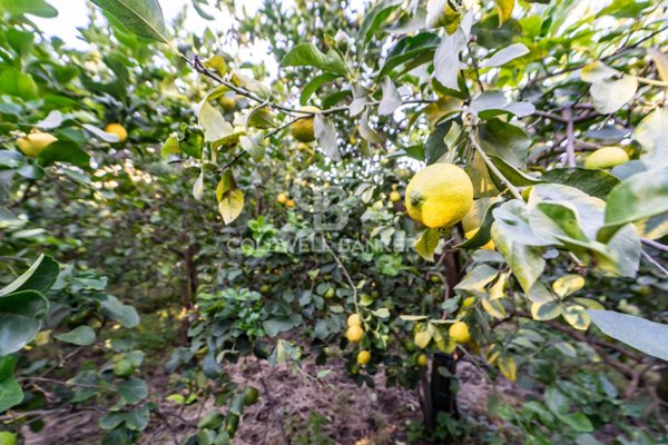 terreno agricolo in vendita ad Acireale