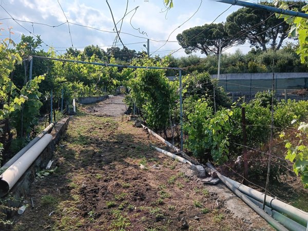 terreno agricolo in vendita ad Acireale