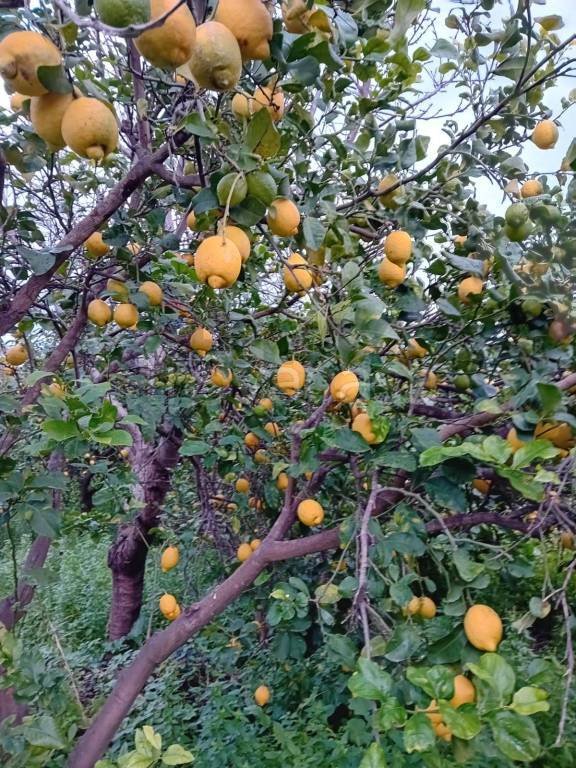 terreno agricolo in vendita ad Acireale in zona Pozzillo