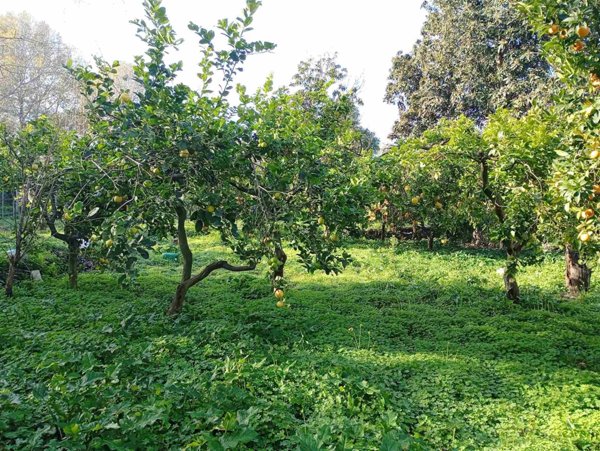 appartamento in vendita ad Acireale