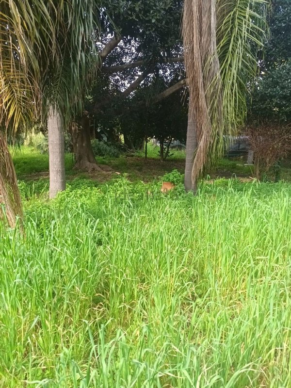 casa indipendente in vendita ad Acireale
