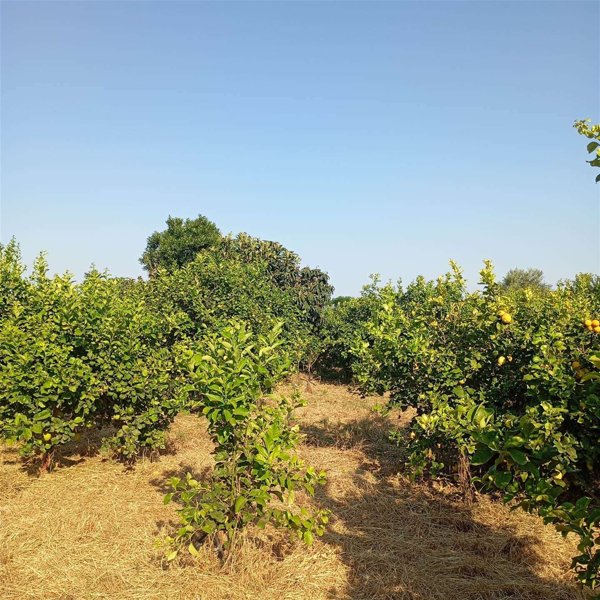 terreno agricolo in vendita ad Acireale in zona Guardia