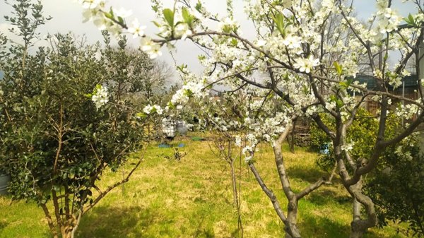 terreno edificabile in vendita ad Aci Sant'Antonio