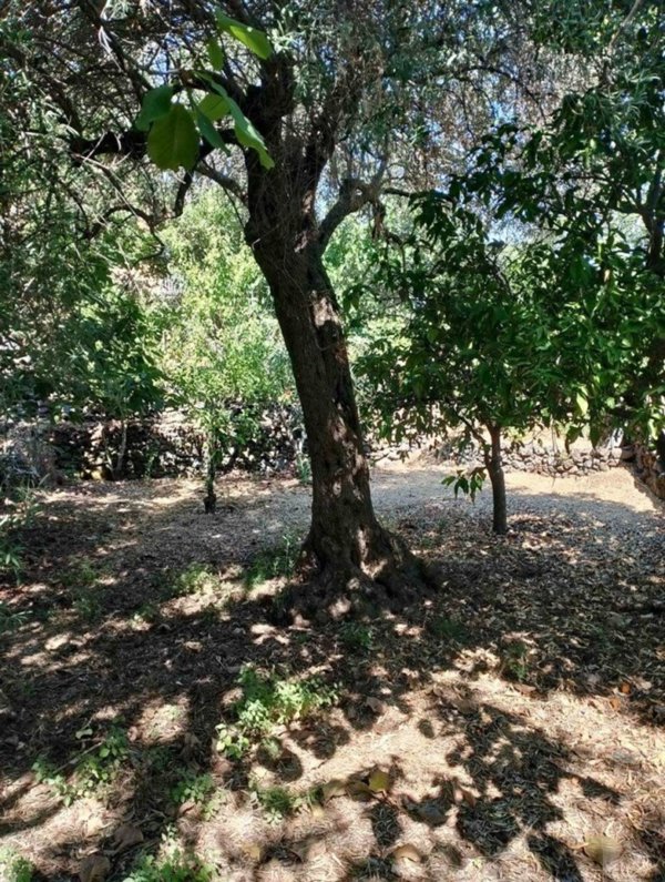 casa indipendente in vendita ad Aci Sant'Antonio in zona Lavina