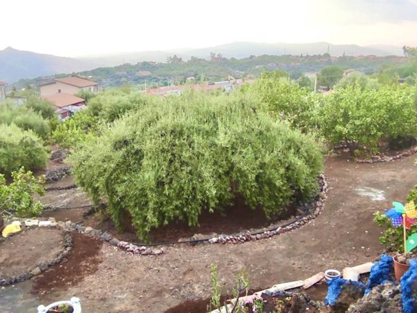 terreno agricolo in vendita ad Adrano