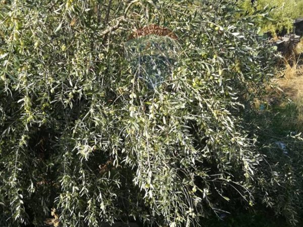 terreno agricolo in vendita ad Adrano