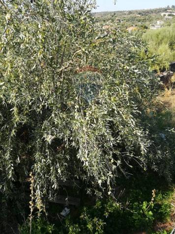 terreno agricolo in vendita ad Adrano