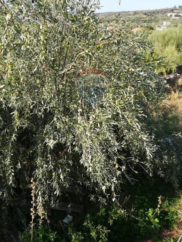 terreno agricolo in vendita ad Adrano