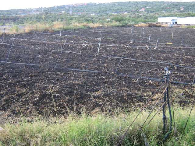 terreno agricolo in vendita ad Adrano
