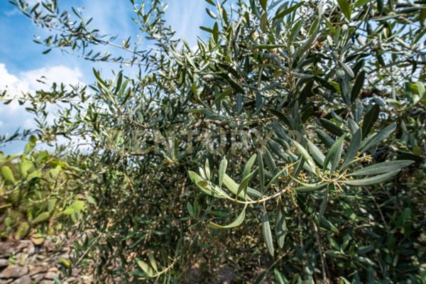 terreno agricolo in vendita ad Adrano