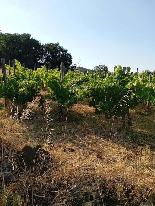 terreno in vendita ad Adrano