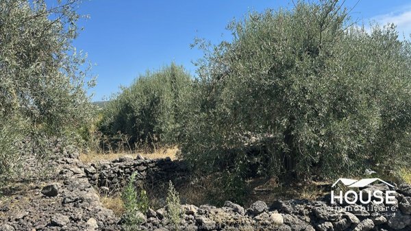 terreno in vendita ad Adrano