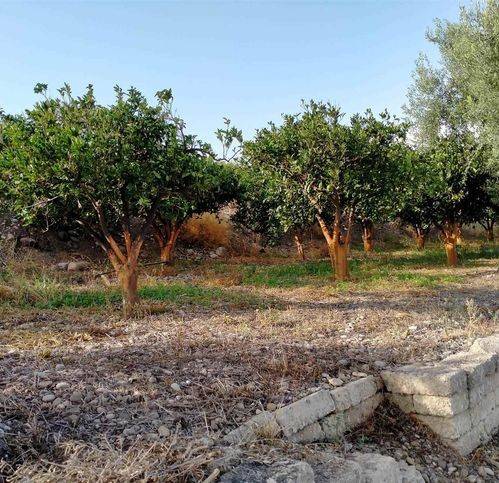 terreno agricolo in vendita a Belpasso