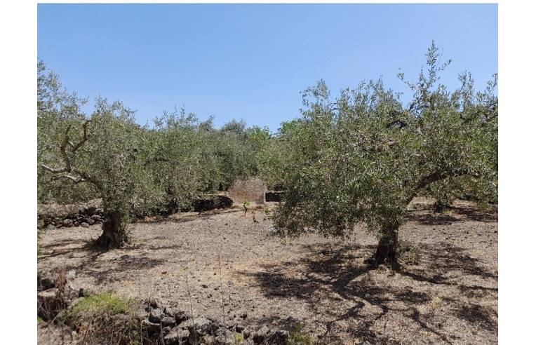 terreno agricolo in vendita a Belpasso