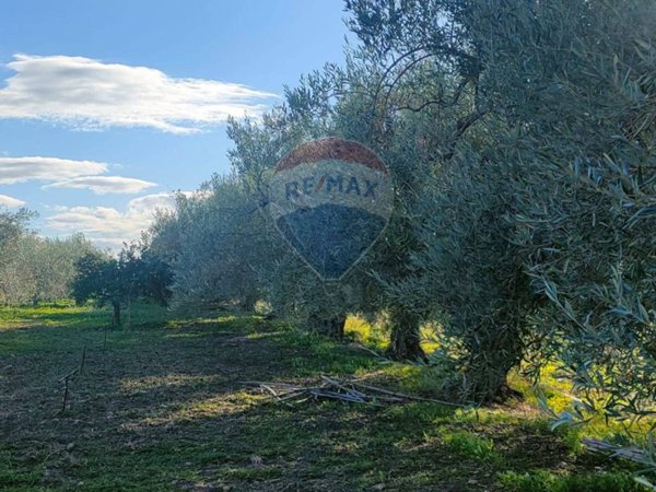 terreno agricolo in vendita a Belpasso