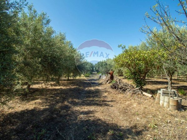 terreno agricolo in vendita a Belpasso