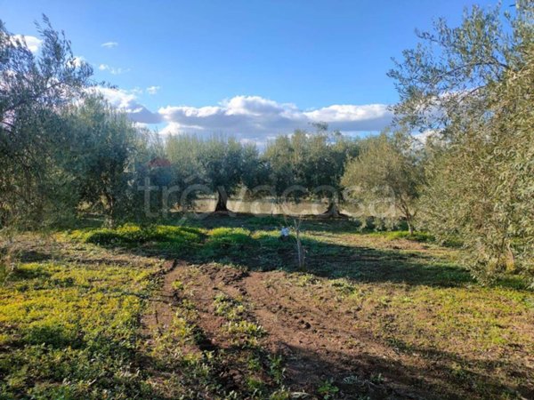 terreno agricolo in vendita a Belpasso