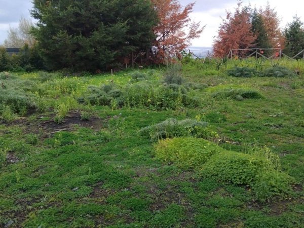 terreno agricolo in vendita a Belpasso