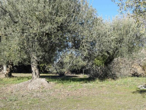 terreno agricolo in vendita a Belpasso