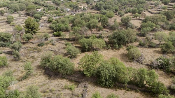 terreno agricolo in vendita a Belpasso