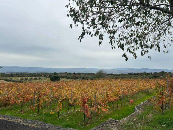terreno agricolo in vendita a Belpasso
