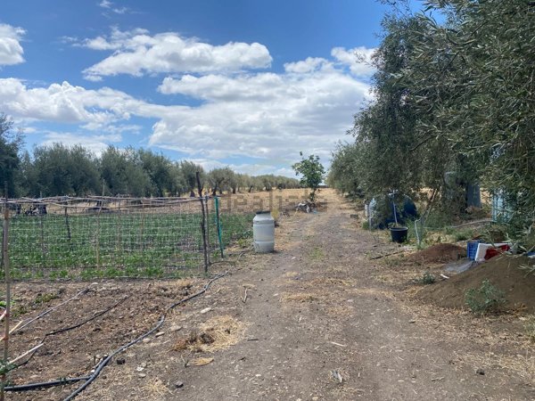 terreno agricolo in vendita a Belpasso