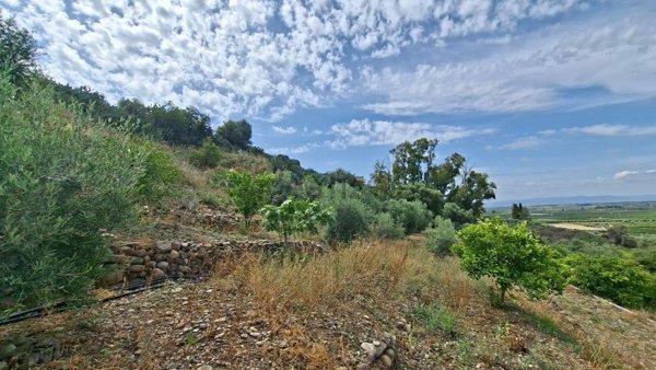 terreno agricolo in vendita a Belpasso