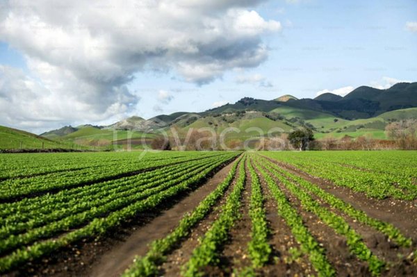 terreno agricolo in vendita a Belpasso