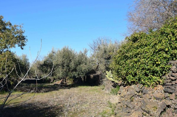 terreno agricolo in vendita a Belpasso