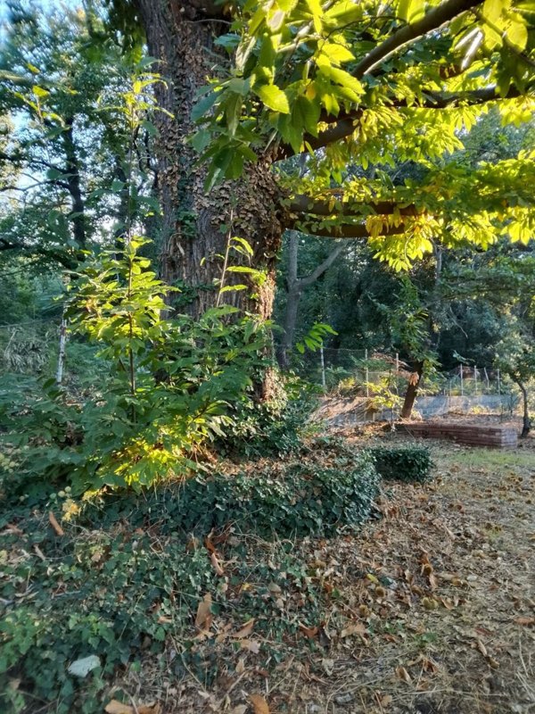 casa indipendente in vendita a Belpasso