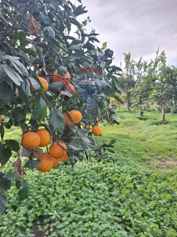 terreno agricolo in vendita a Belpasso