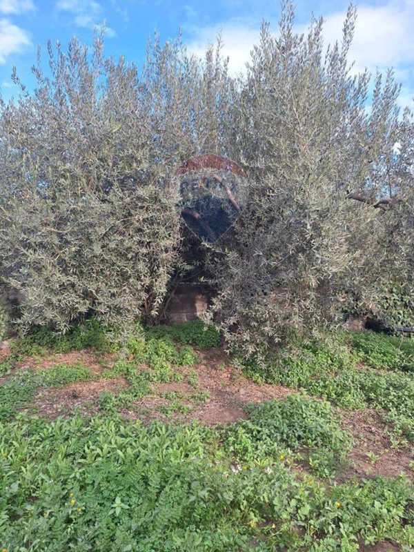terreno agricolo in vendita a Belpasso