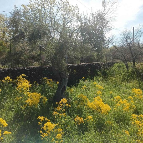 terreno agricolo in vendita a Belpasso
