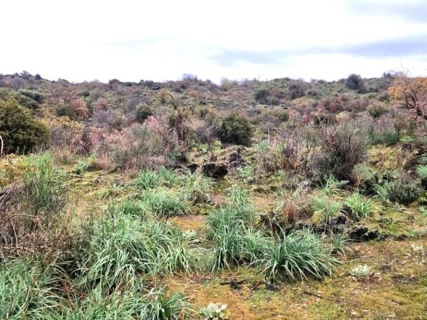 terreno agricolo in vendita a Belpasso