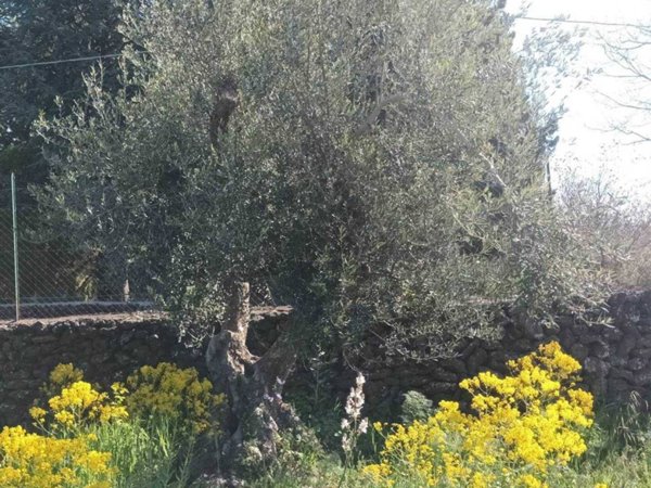 terreno agricolo in vendita a Belpasso