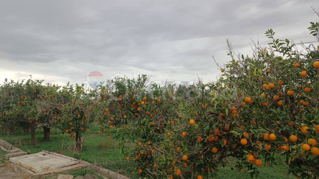 terreno agricolo in vendita a Belpasso