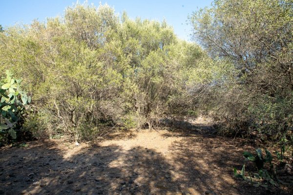 terreno agricolo in vendita a Belpasso in zona Piano Tavola