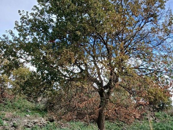 terreno agricolo in vendita a Belpasso