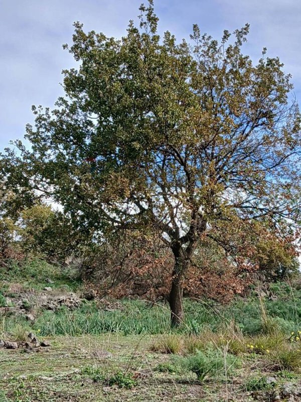 terreno agricolo in vendita a Belpasso