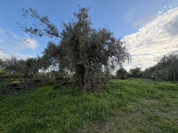 terreno agricolo in vendita a Belpasso