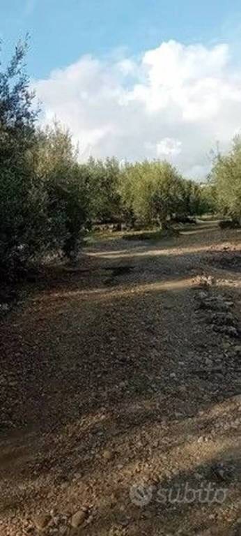 terreno agricolo in vendita a Belpasso