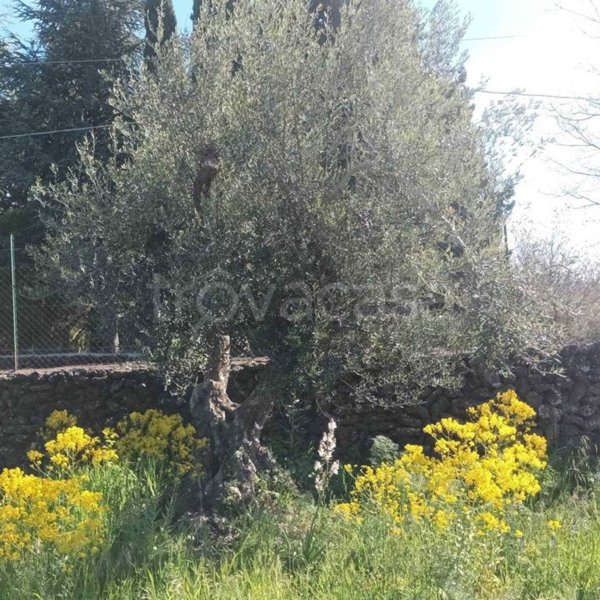 terreno agricolo in vendita a Belpasso