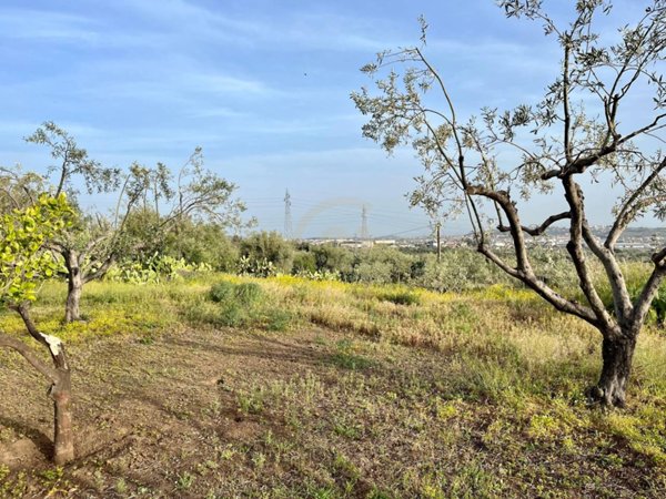 terreno agricolo in vendita a Belpasso