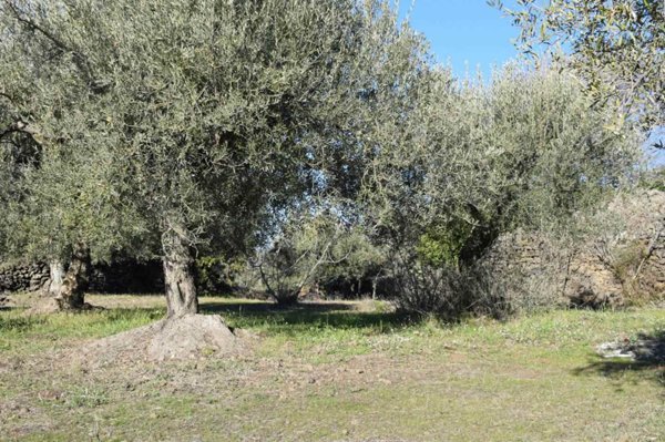 terreno agricolo in vendita a Belpasso