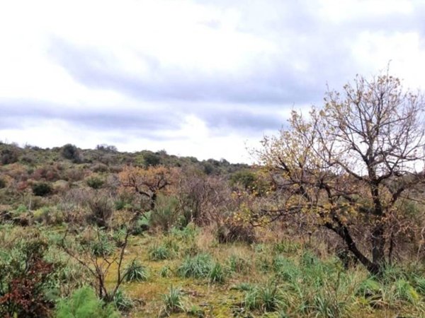 terreno agricolo in vendita a Belpasso